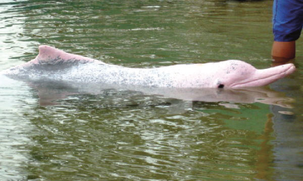 Un dauphin albinos capturé