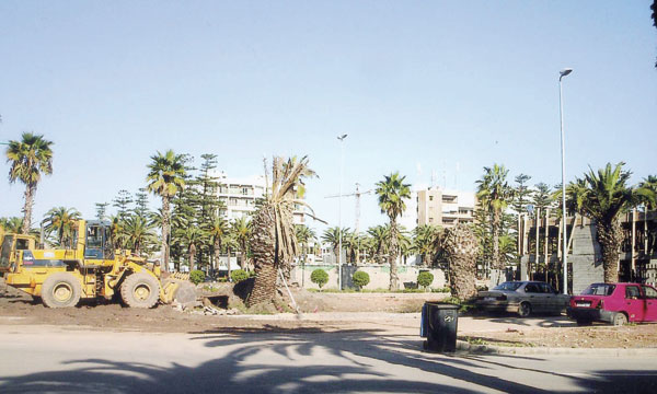 Palmiers en péril à la cité des fleurs