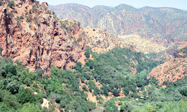 Les formations forestières au Maroc s’étendent sur une surface d’environ 9.037.714 ha.