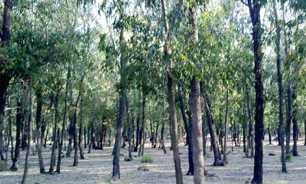 Plus de 4.450 ha de reboisement