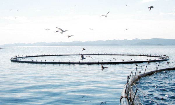 250 000 € pour un jumelage dans le domaine de l’Aquaculture