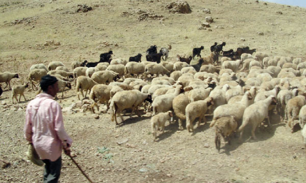 Un projet de loi pour préserver les parcours pastoraux