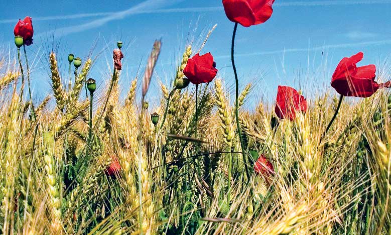 Récolte céréalière record : du carburant  pour la machine économique
