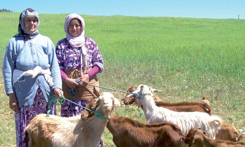 Le ministère de l’Agriculture envisage d'intégrer l’approche genre dans le Plan Maroc vert