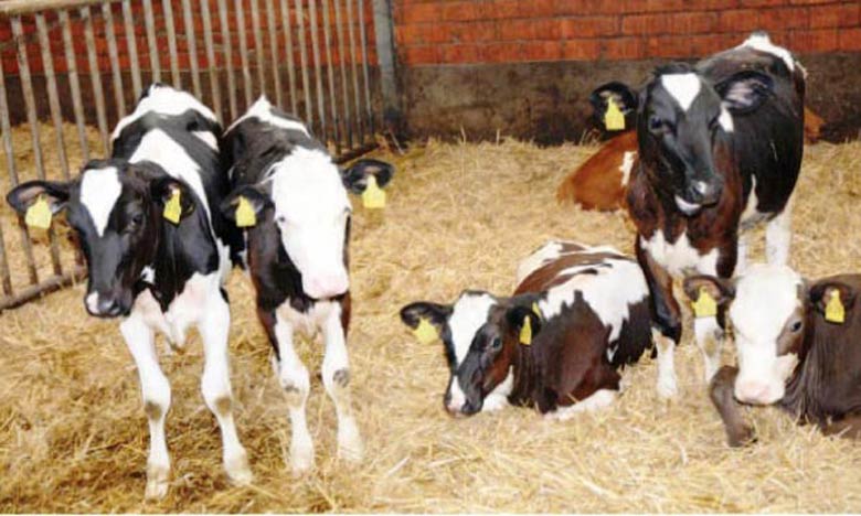 ONSSA se mobilise pour le contrôle des mouvements des bovins