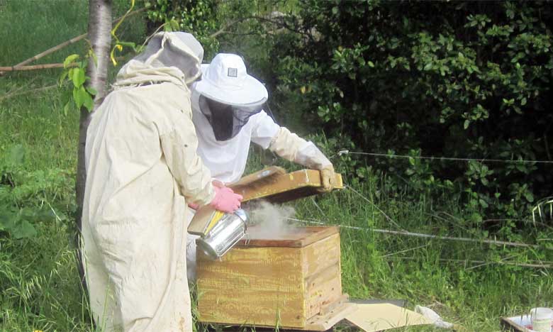 Le secteur de l’apiculture s’organise