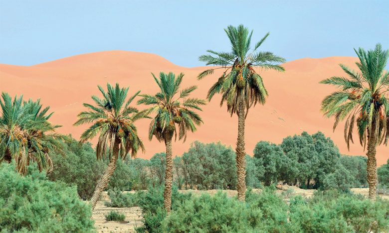 L’agroécologie oasienne  au cœur du débat