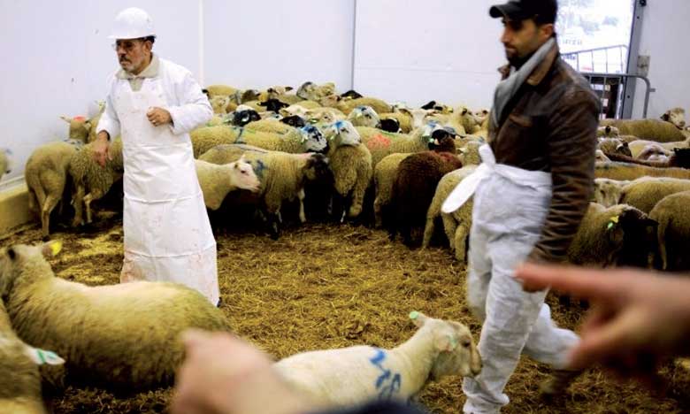 La «galère» de l'Aïd pour les Marocains de l'étranger