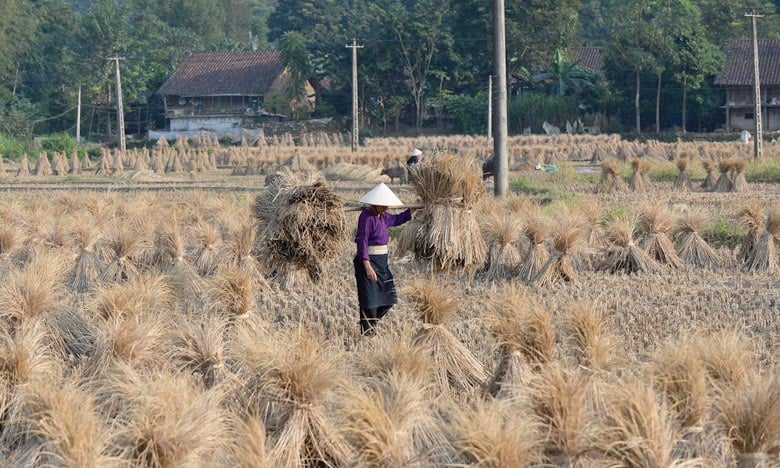  La FAO annonce un nouveau cycle en 2016