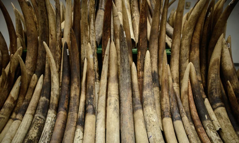  Le Japon vivement critiqué par une ONG