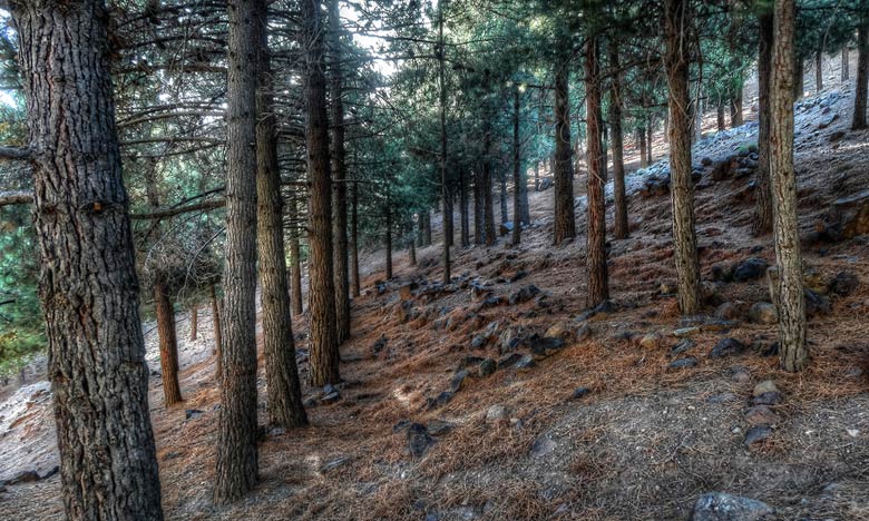 Distribution de 530 fours améliorés au profit de plus de 3000 bénéficiaires