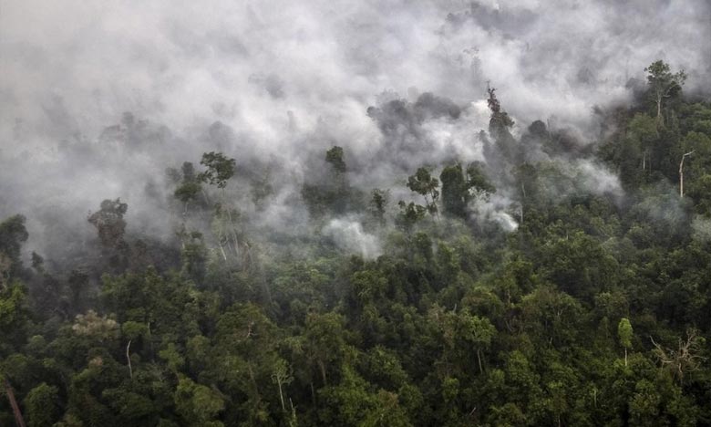 Le réchauffement empêchera les forêts tropicales 