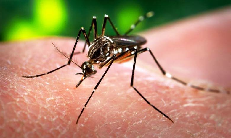 Aucun cas de maladie du virus Zika n'a été enregistré au Maroc