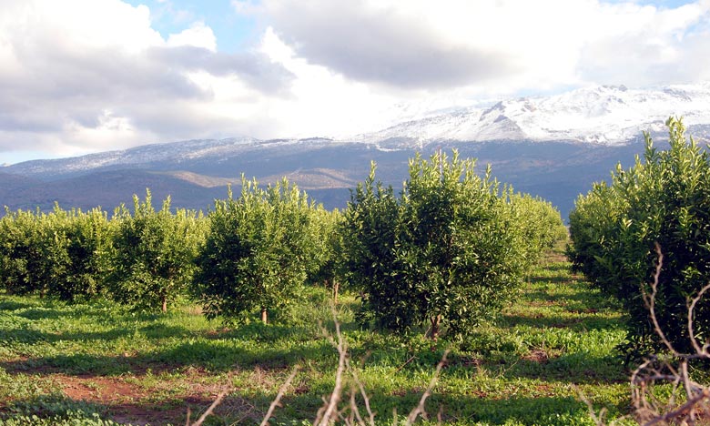 Faire de l’agriculture le levier du développement de l'Afrique 
