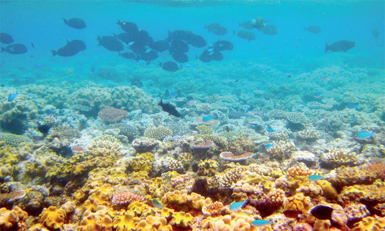 Les particules de charbon menacent  la barrière de corail