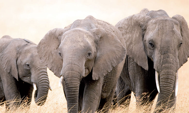 Le braconnage d'éléphants en baisse en Afrique, mais reste trop élevé