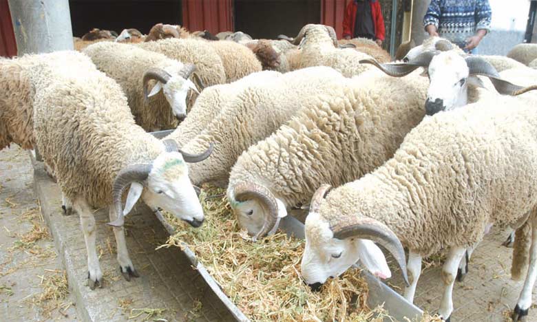L'offre en cheptels ovin et caprin, destinés à l’abattage,  s’élève à près de 8,6 millions de têtes