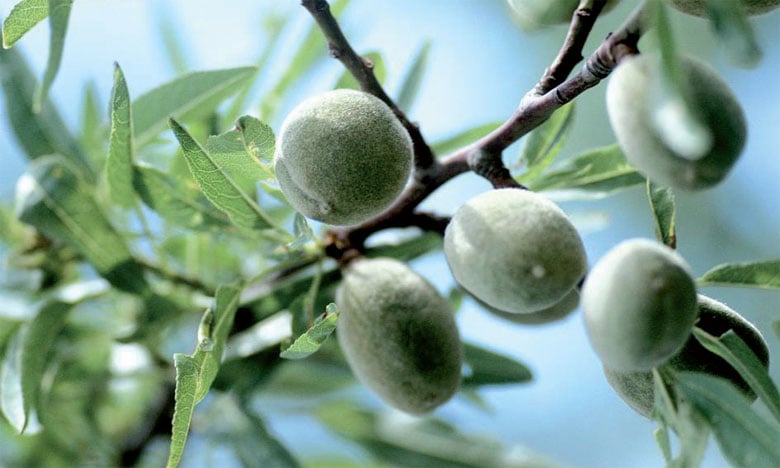 Deux unités de concassage et de transformation en projet dans la région d’Azilal 