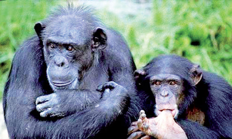 Les chimpanzés préfèrent coopérer qu'être  en compétition