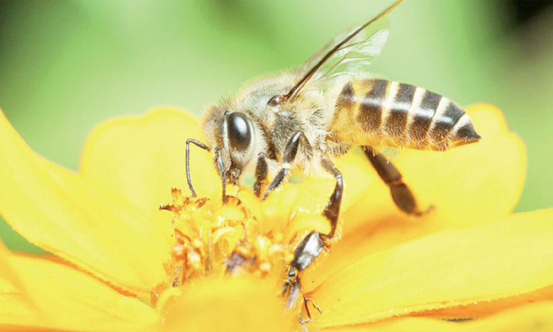 Les pesticides triplent  la mortalité des abeilles