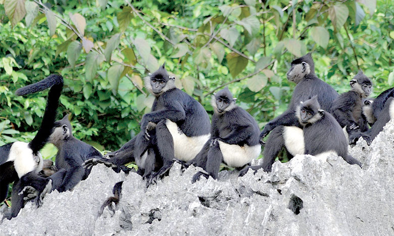 Un groupe de primates en voie  de disparition repéré au Vietnam