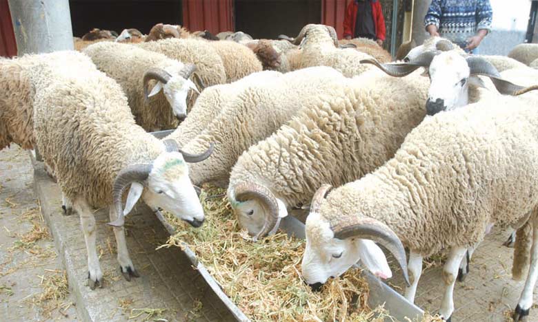 L'Aïd Al-Adha célébré le lundi 12 septembre 