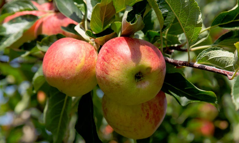  Ifrane vit au rythme de son Festival des pommes  