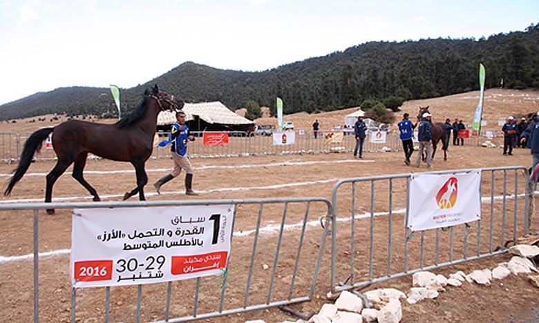 Franc succès de la 1ère course de Sidi Mguild 