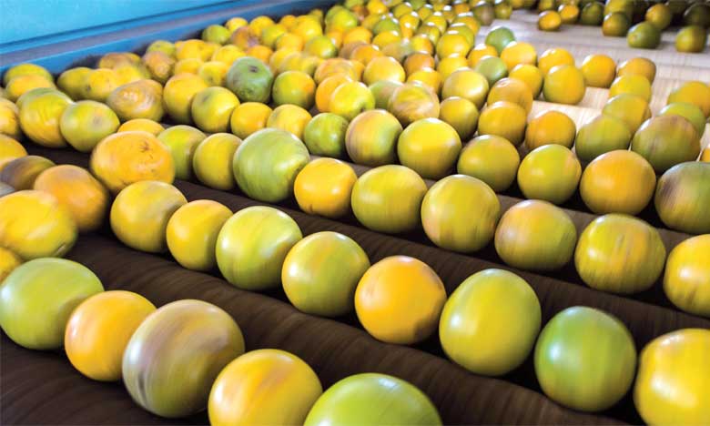 Brésil : chute de la récolte d'oranges, la France craint de manquer de jus