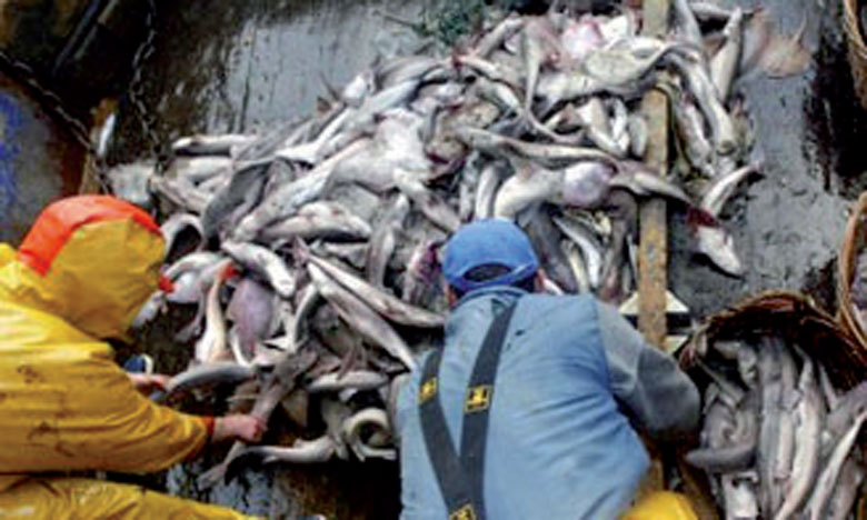 Fin de la grève des armateurs de la pêche  industrielle dans les ports du Sud
