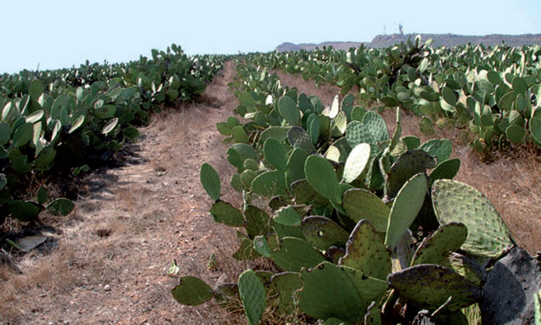 Plaidoyer pour la valorisation du cactus