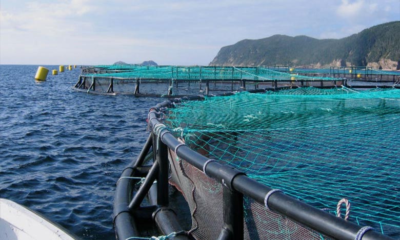 L'aquaculture menace la sécurité alimentaire 