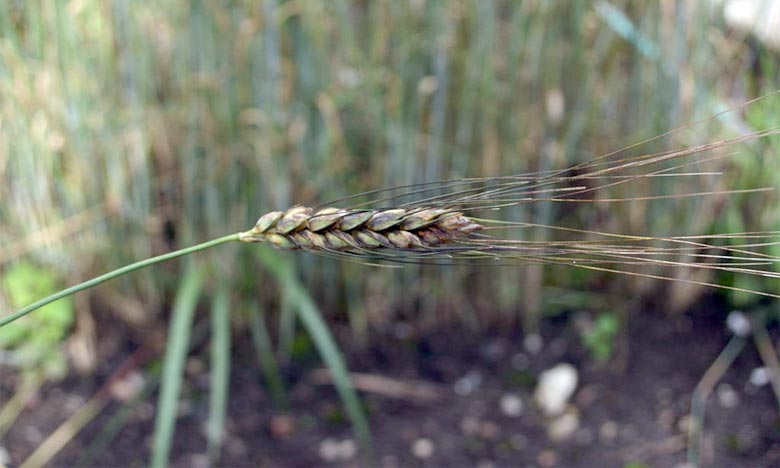 La maladie du blé «TTTTF» affecte la Méditerranée  