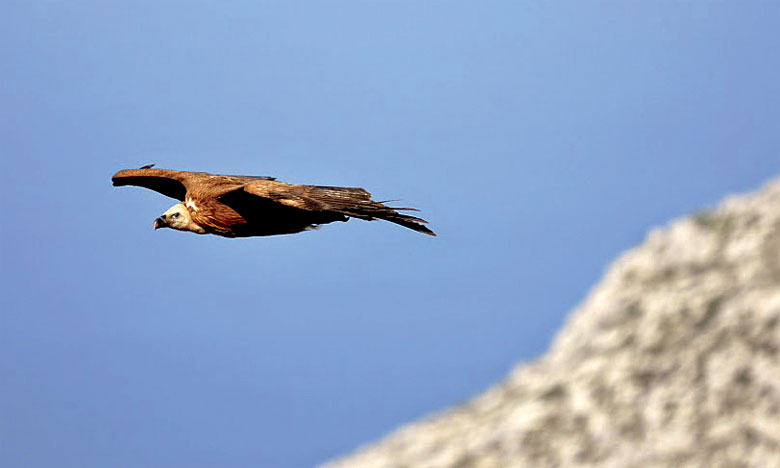Ouverture d’une enquête suite à  la capture d’un vautour fauve à Fnideq