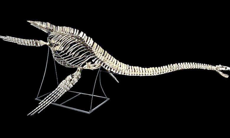 Une association dénonce la vente aux enchères d'un squelette de dinosaure