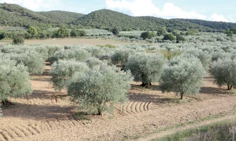 De jeunes agriculteurs s'initient  à la conduite moderne de l'olivier