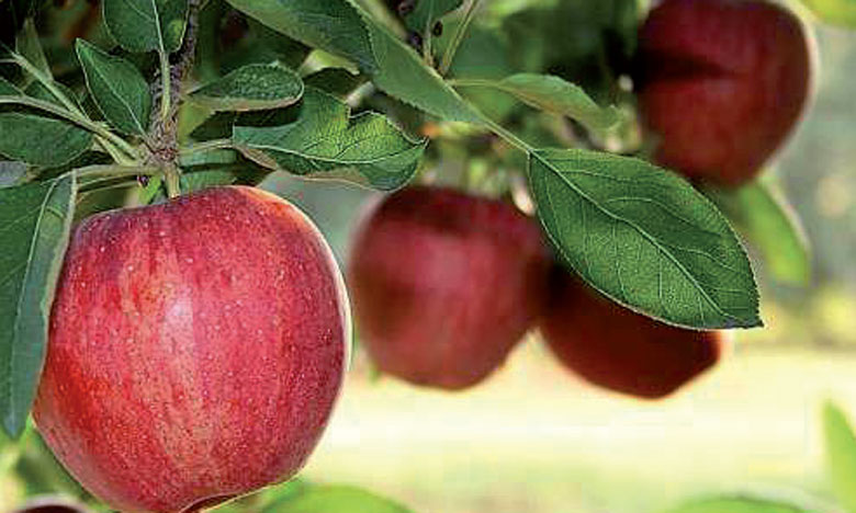 Al Dahra Holding investit 156 millions de DH pour la production de pommes et de fleurs haut de gamme 