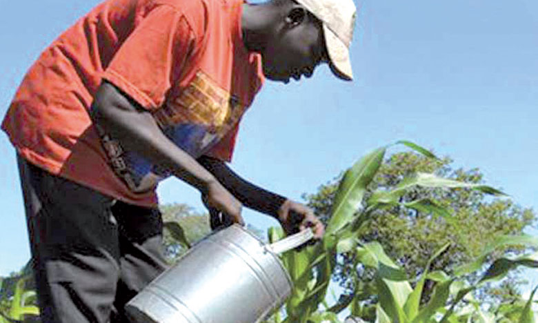 La BAD veut réconcilier les jeunes Africains avec l’agriculture
