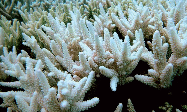 Les coraux blanchis deux années  de suite sont condamnés