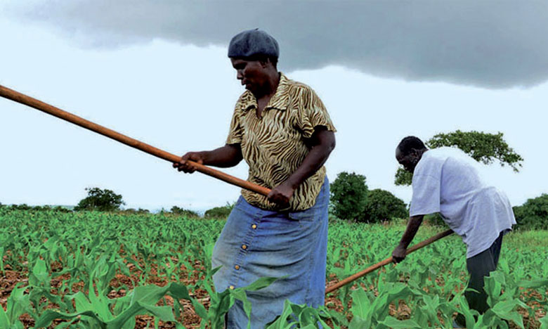 L’amélioration de la productivité agricole, l’autre défi africain  Le