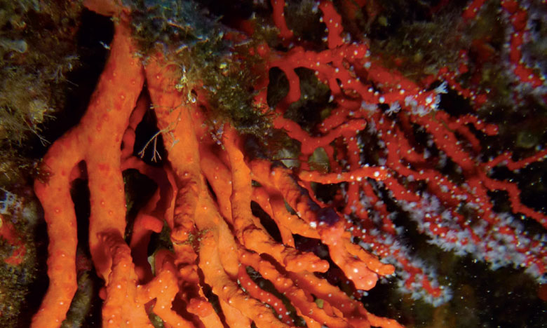 13% des espèces de coraux méditerranéens menacés  de disparition