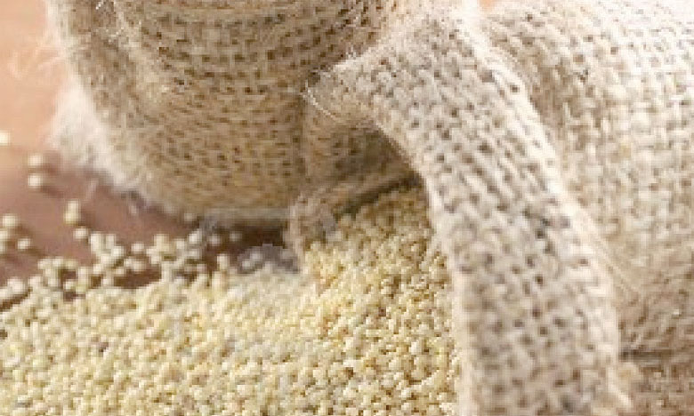 La FAO lance un projet d'assistance technique pour la culture du quinoa au Maroc