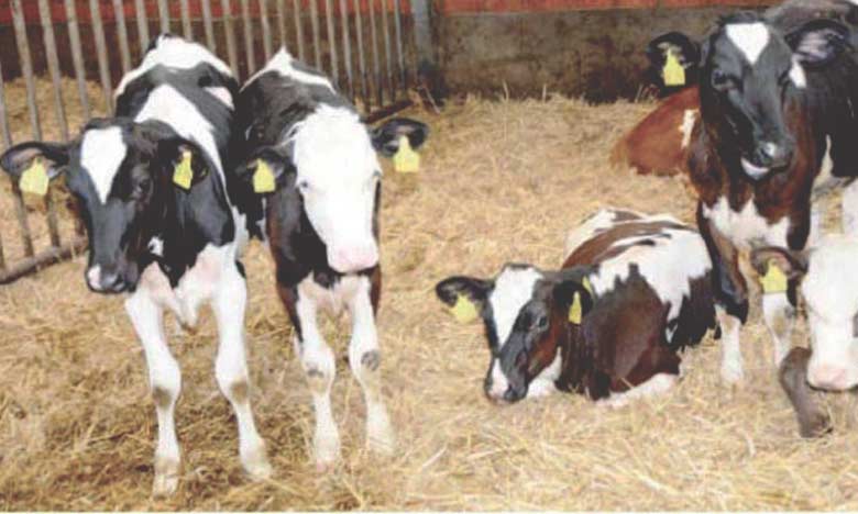 L'ONSSA lance une  campagne de vaccination généralisée des bovins