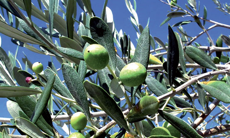 L’ADA planche sur 18 projets d’unités  de trituration des olives 