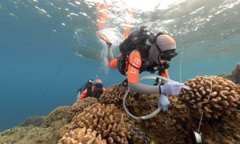 Le blanchissement massif des coraux  atteint l'ensemble du Pacifique 
