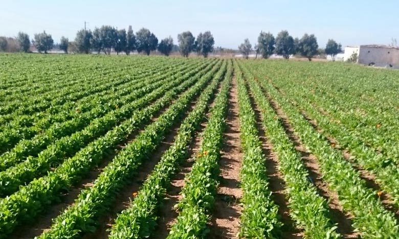 La FICAP tiendra son assemblée générale à Rabat 