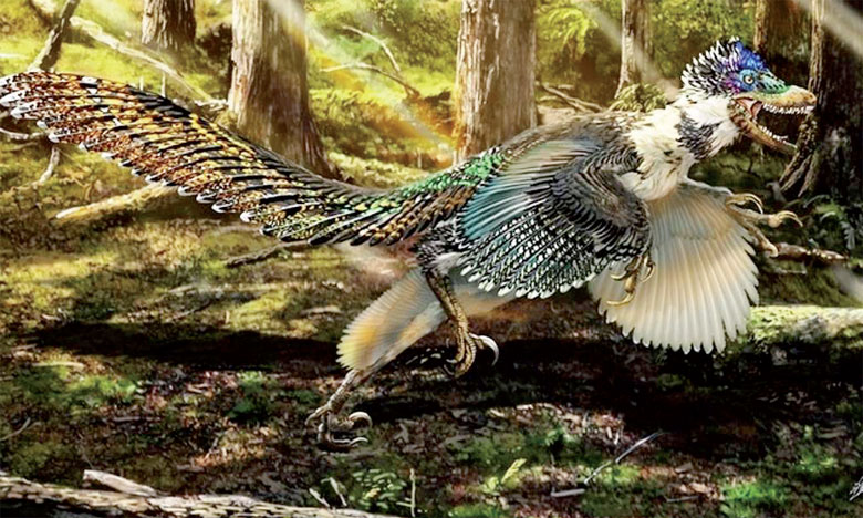Découverte d'une nouvelle espèce de dinosaure avec  des plumes colorées