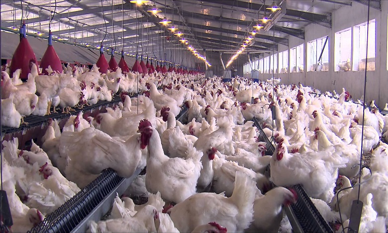 Quid de la situation et les perspectives du secteur avicole dans la région ?