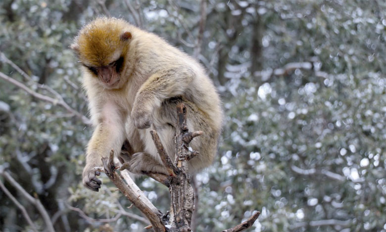 Un plan international pour lutter contre le prélèvement illégal des singes magot au Parc national d’Ifrane