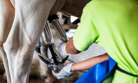 L'activité laitière contribue à la création de sept milliards de dirhams de richesse au Maroc, soit plus de 6% du PIB agricole. Ph. Fotolia